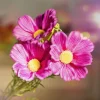 HOMLA Galazka Sztuczna Cosmos Fioletowa 65 Cm Hot