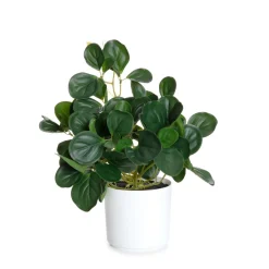 HOMLA Roslina Sztuczna Tropical Zone Pepperomia 43 Cm Best